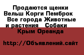 Продаются щенки Вельш Корги Пемброк  - Все города Животные и растения » Собаки   . Крым,Ореанда